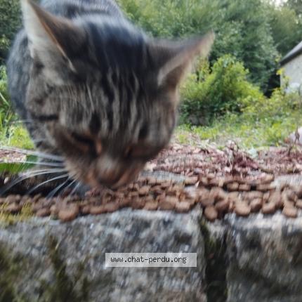 Photo 1/1 Chat retrouvé Trouvé à Colpo