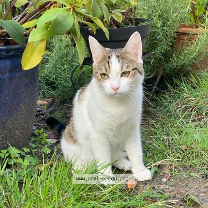 Photo de chat perdu à Le Perreux Sur Marne