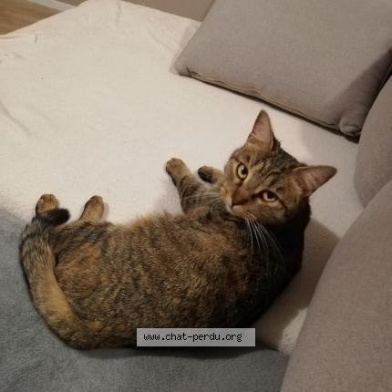 Photo 1/1 Chat retrouvé Perdu à Champigny Sur Marne