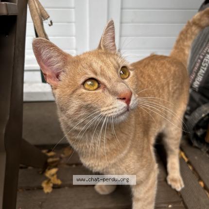 Photo de chat trouvé à Argenteuil