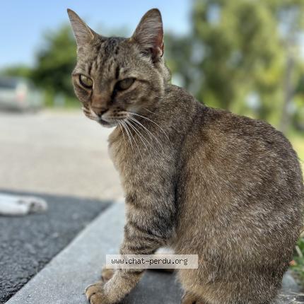 Photo 1/2 Chat retrouvé Perdu à Salignac Sur Charente