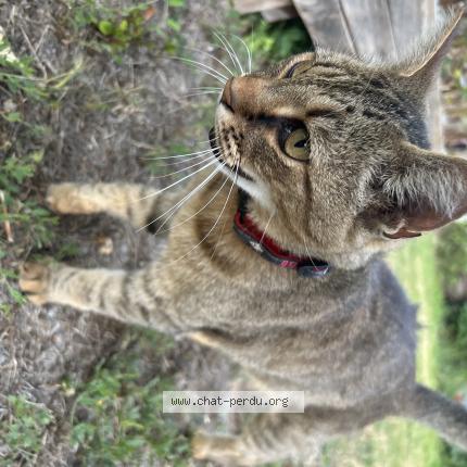 Photo 2/2 Chat retrouvé Perdu à Salignac Sur Charente