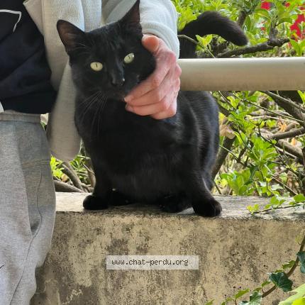 Photo 1/1 Chat retrouvé Perdu à Montreuil