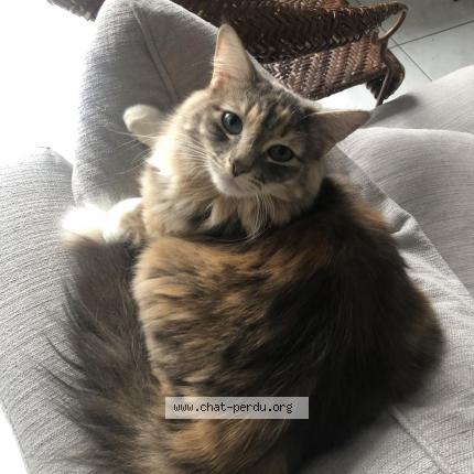 Photo 1/1 Chat retrouvé Perdu à Ploemeur