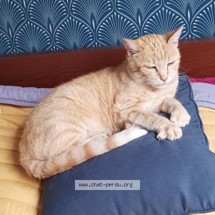 Photo de chat perdu à St Hilaire De Loulay