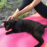 Photo de chat perdu à Sartrouville