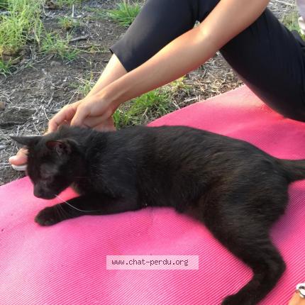Photo 1/1 Chat retrouvé Perdu à Sartrouville