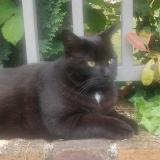 Photo de chat perdu à Velizy Villacoublay