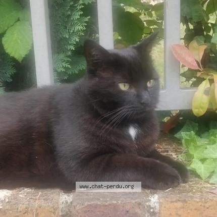 Photo 1/1 Chat retrouvé Perdu à Velizy villacoublay