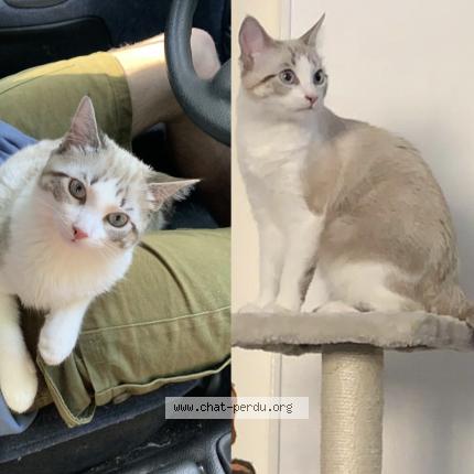 Photo 1/1 Chat retrouvé Perdu à Angers