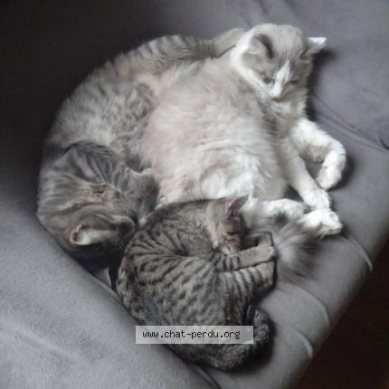 Photo 1/1 chisana tora Chat perdu à Bannalec