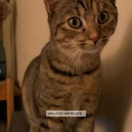 Photo de chat perdu à Toulouse