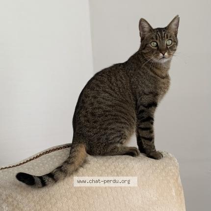 Photo de chat perdu à Nantes