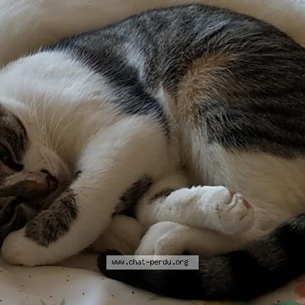 Photo 1/1 Chat retrouvé Perdu à Faverolles