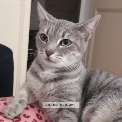 Photo 1/1 Chat retrouvé Perdu à Avignon