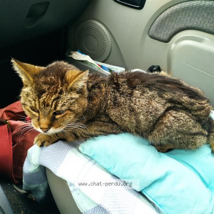 Photo 1/1 Chat retrouvé Trouvé à Villemarechal