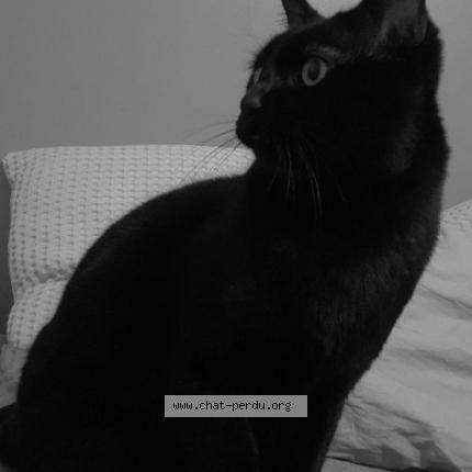 Photo 1/1 Chat retrouvé Perdu à Toulouse