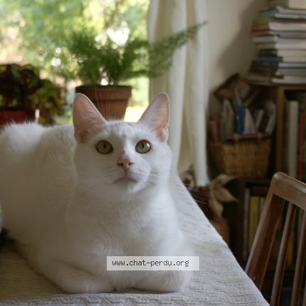 Photo de chat perdu à Lyster