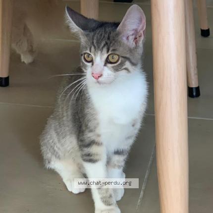 Photo 1/1 Chat retrouvé Perdu à Saint Pierre En Faucigny
