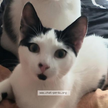 Photo 1/1 Ulysse Chat perdu à Plaisance du touch