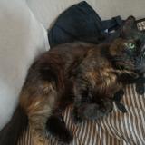 Photo de chat perdu à Vaux Sur Seine