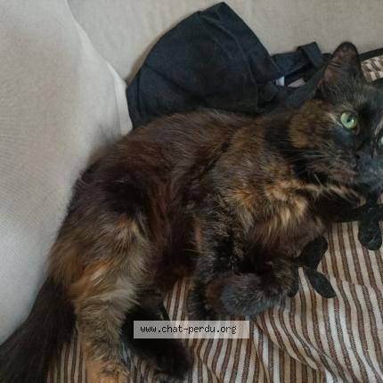 Photo 1/1 Chat retrouvé Perdu à Vaux sur seine