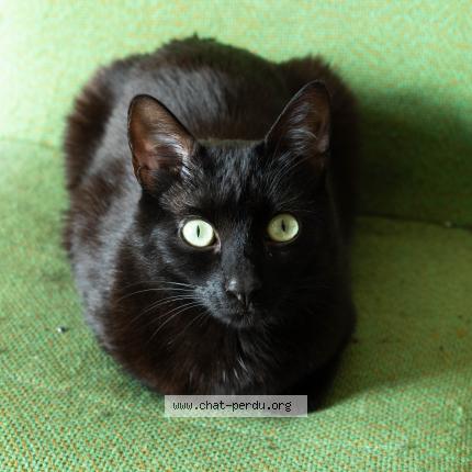 Photo 1/1 Chat retrouvé Perdu à Saint Etienne