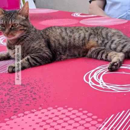 Photo 1/1 Chat retrouvé Perdu à St Cyr Sur Loire