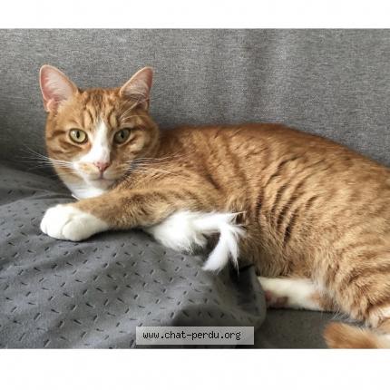 Photo 1/1 TOMY Chat perdu à Jonchery sur vesle