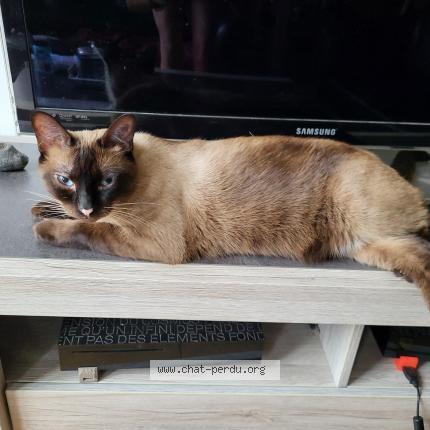 Photo 1/1 Chat retrouvé Perdu à Le mans