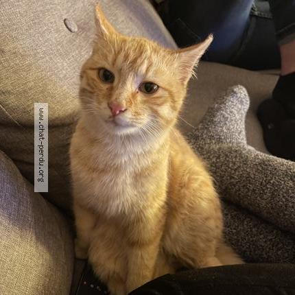 Photo 1/1 Chat retrouvé Perdu à Ernee