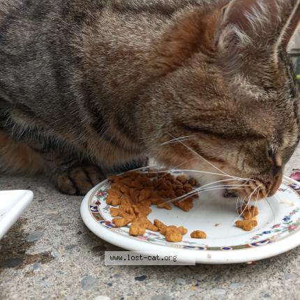 Photo 3/3 Chat retrouvé Trouvé à Calgary