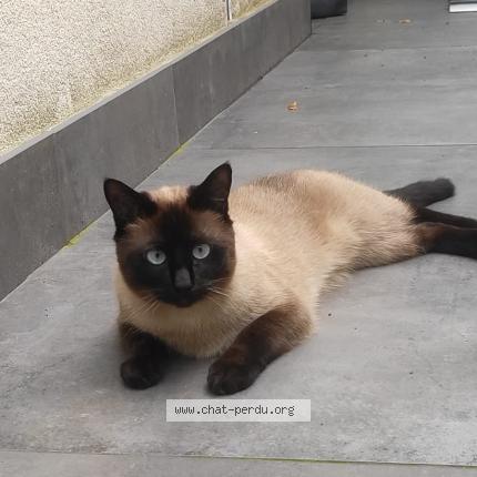 Photo 1/1 Chat retrouvé Perdu à Lille