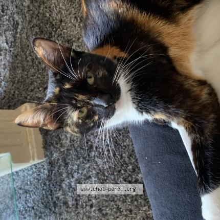 Photo de chat perdu à Bourgoin Jaillieu