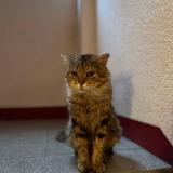 Photo de chat perdu à Antony