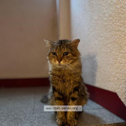 Photo 1/1 Chuck Chat perdu à Antony