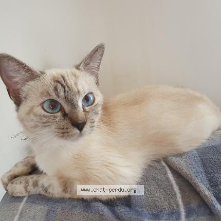 Photo 1/1 Chat retrouvé Trouvé à Nangis