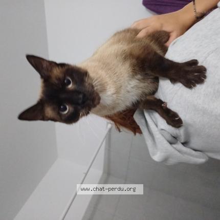 Photo 1/1 Chat retrouvé Trouvé à Armentieres