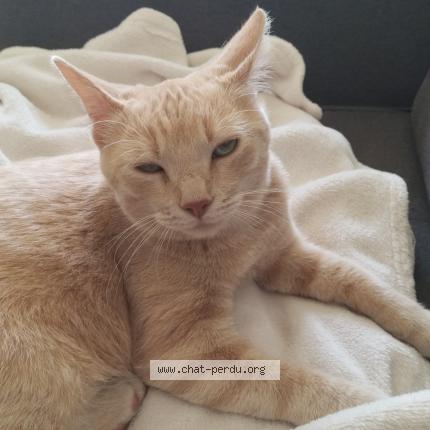 Photo de chat trouvé à Cremieu