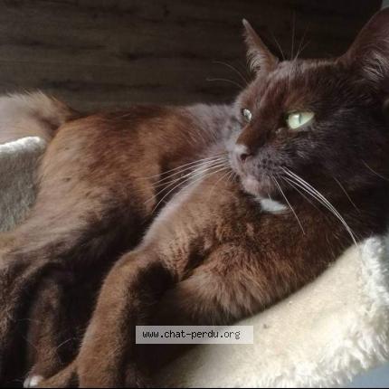 Photo 1/1 Chat retrouvé Perdu à Herstal