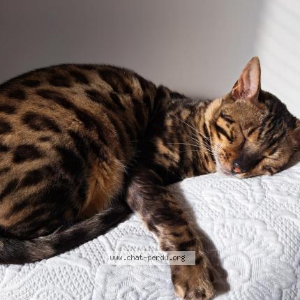 Photo 1/1 Chat retrouvé Perdu à Bordeaux
