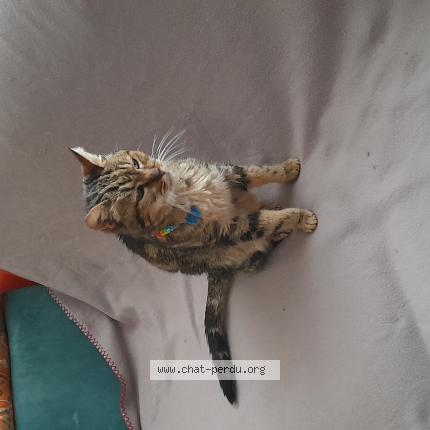 Photo 1/1 Chat retrouvé Perdu à Le mans