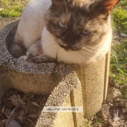 Photo 1/1 Chat retrouvé Perdu à Plaisance Du Touch