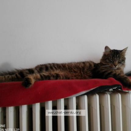 Photo 1/1 chamallow Chat perdu à Orcines