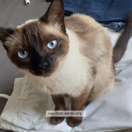 Photo de chat perdu à Nantes
