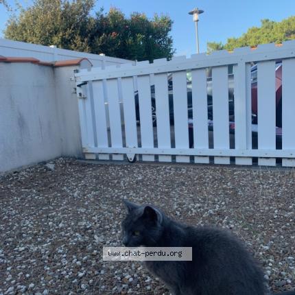 Photo 1/1 Chat retrouvé Perdu à Ampuis