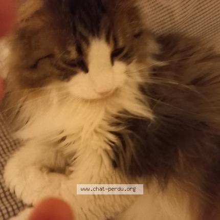 Photo 1/1 Chat retrouvé Perdu à Entre Vignes