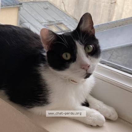 Photo 1/1 Chat retrouvé Perdu à Le mans