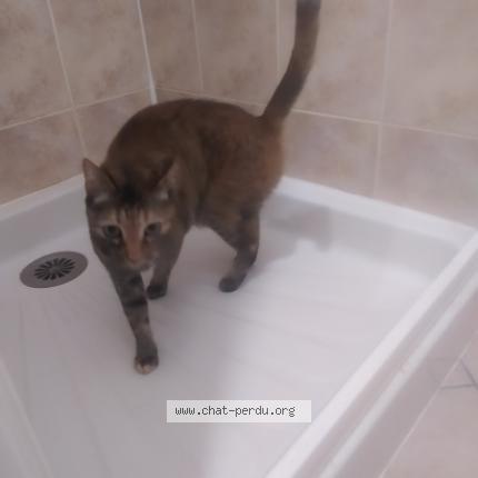 Photo 1/1 Chat retrouvé Perdu à Claye Souilly
