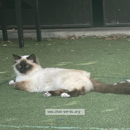 Photo 1/1 Chat retrouvé Perdu à Roubaix